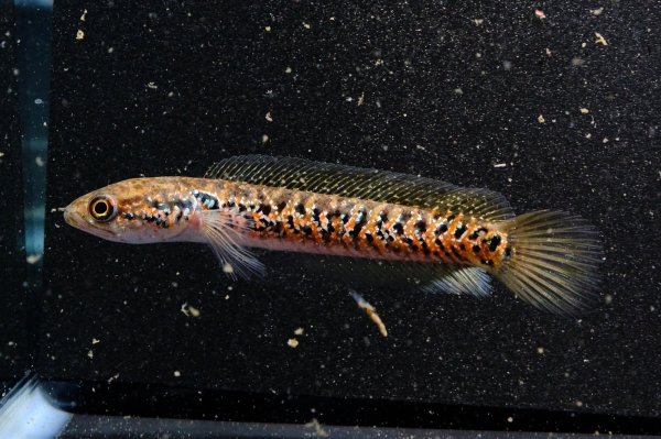 画像1: スターダストダイヤモンドコウタイ(9cm±) (1)