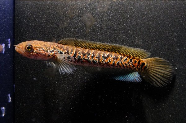 画像1: スターダストダイヤモンドコウタイ(9cm±) (1)