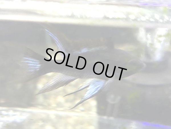 画像4: スーパーブラックブルーダイヤモンドラミレジィ 1ペア (4)