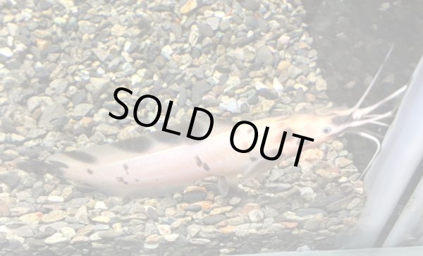 画像2: パンダクララ(13cm±)WILDインドネシア (2)