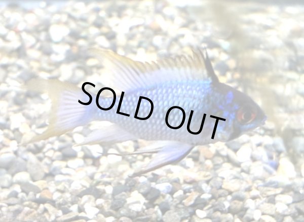 画像2: ダークブルーラミレジィ 1ペア 上物 (2)