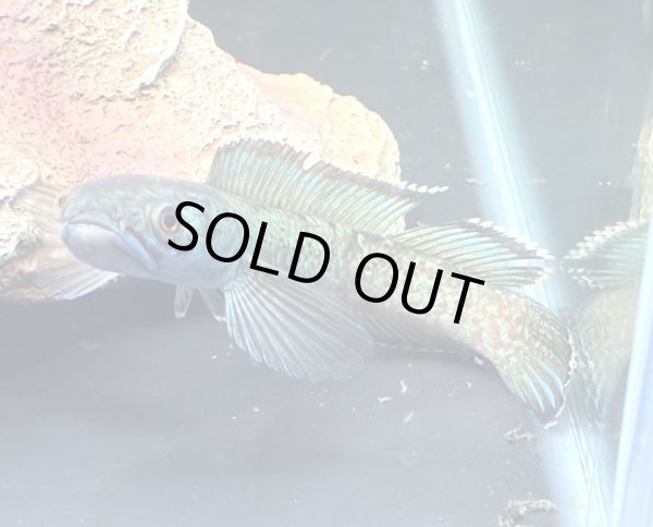 画像2: チャンナアリストネイ(11cm±)WILD★ (2)