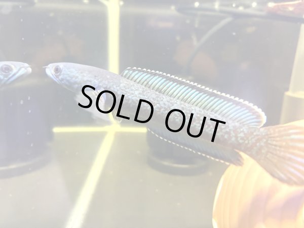 画像1: チャンナアリストネイ(11cm±)上物 WILD★ (1)