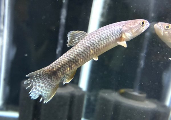 画像1: オレンジフィンキリーホーリー(7cm±)WILD★ (1)