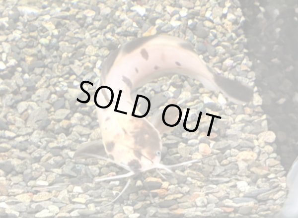 画像1: パンダクララ(13cm±)WILDインドネシア (1)