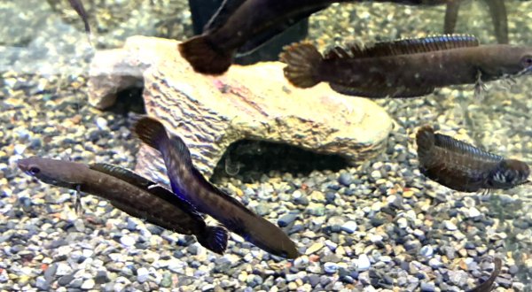 画像2: ブルーレインボー スネークヘッド(6cm±)国産ブリード 訳アリ★ (2)