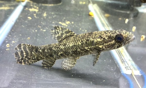 画像1: ブラックタライロン(9cm±)WILD (1)