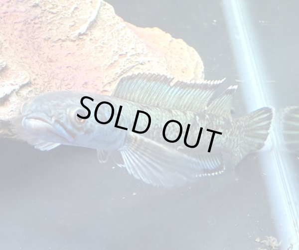 画像1: チャンナアリストネイ(11cm±)WILD★ (1)