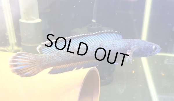 画像1: チャンナアリストネイ(11cm±)WILD★ (1)