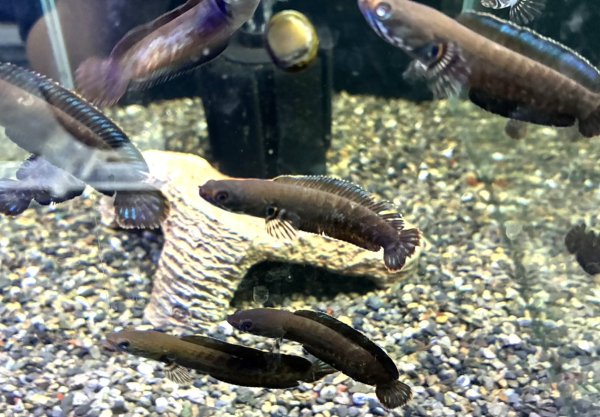 画像1: ブルーレインボー スネークヘッド(6cm±)国産ブリード 訳アリ★ (1)