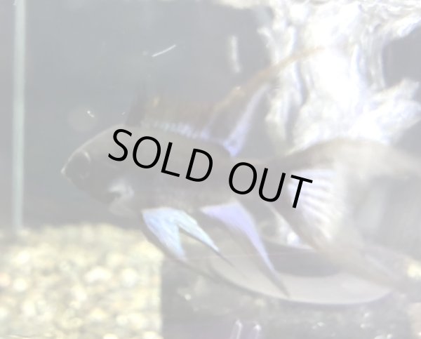 画像3: スーパーブラックブルーダイヤモンドラミレジィ 1ペア (3)