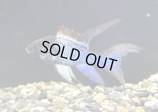 画像1: スーパーブラックブルーダイヤモンドラミレジィ 1ペア (1)