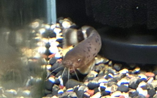 画像1: デンキナマズ (7cm±)WILD★ (1)