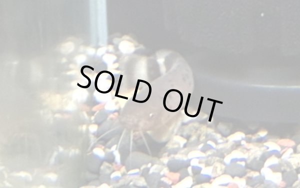 画像1: デンキナマズ (7cm±)WILD (1)