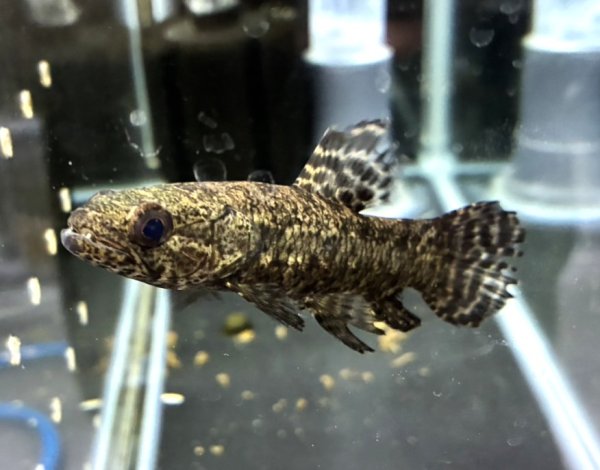 画像1: ブラックタライロン(9cm±)WILD (1)