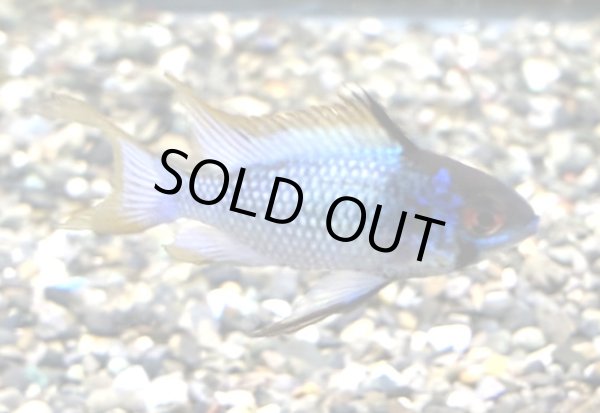 画像3: ダークブルーラミレジィ 1ペア 上物 (3)