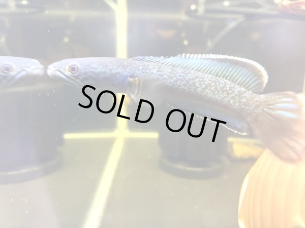 画像2: チャンナアリストネイ(11cm±)上物 WILD★ (2)