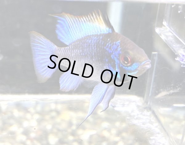 画像1: ダークブルーラミレジィ 1ペア 上物 (1)