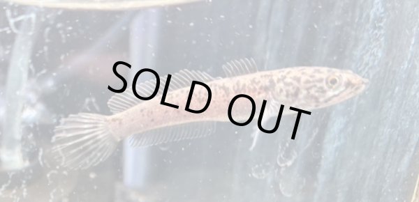 画像1: チャンナ リムバータ ダルメシアン(6cm±)訳アリ★ (1)