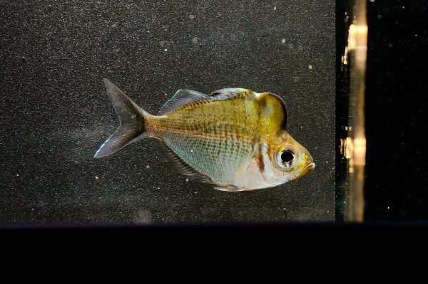 画像2: アップルヘッドグラスパーチ(7cm±) (2)