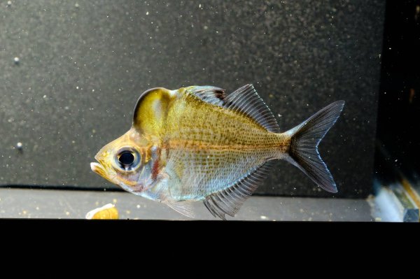 画像1: アップルヘッドグラスパーチ(7cm±) (1)