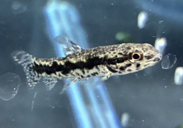 画像1: ウルグアイタライロン(5cm±)WILD★ (1)