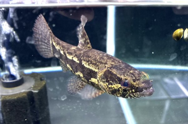 画像4: ホプリアスSP.タバジョス(16cm±)WILD★ (4)