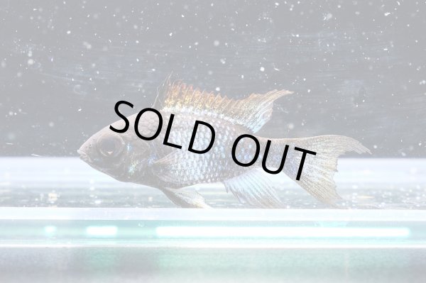 画像2: スーパーブラックブルーダイヤモンドラミレジィ 1ペア★ (2)