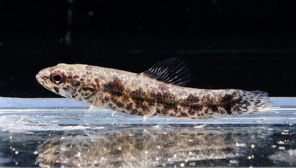 画像2: ウルグアイタライロン(5cm±)WILD★ (2)