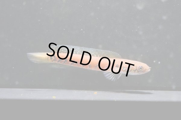 画像3: コウタイ スーパーレッド(12cm±)★ (3)