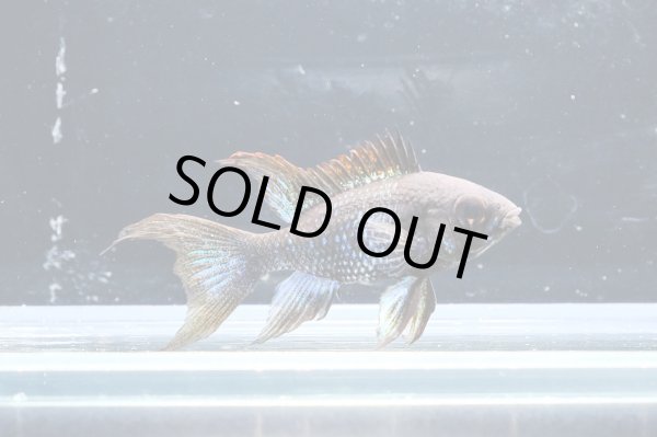 画像2: スーパーブラックブルーダイヤモンドラミレジィ メスのみ★ (2)