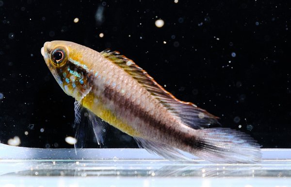 画像2: アピストグラマ アガシジィ フラミンゴ ティグレ 1ペア WILD★ (2)