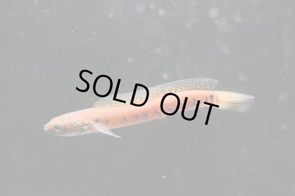 画像2: コウタイ スーパーレッド(12cm±)★ (2)