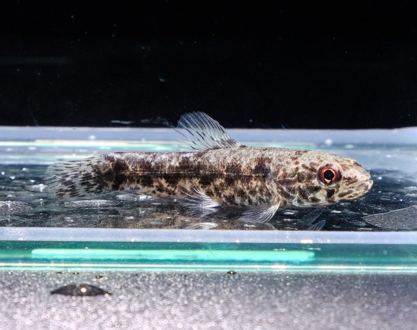 画像1: ウルグアイタライロン(5cm±)WILD★ (1)