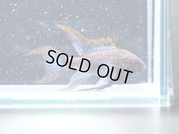 画像1: スーパーブラックブルーダイヤモンドラミレジィ 1ペア★ (1)