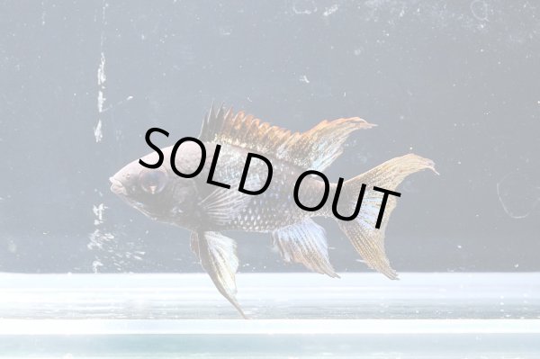 画像1: スーパーブラックブルーダイヤモンドラミレジィ メスのみ★ (1)