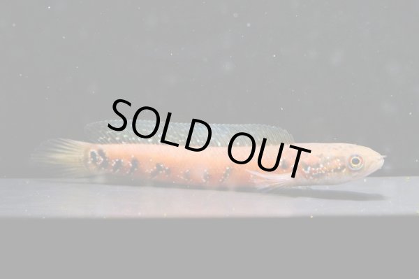 画像1: コウタイ スーパーレッド(12cm±)★ (1)