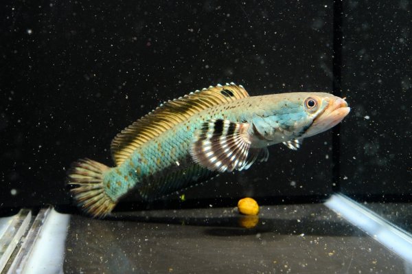 画像1: チャンナ プルクラ(18cm±)訳アリ (1)