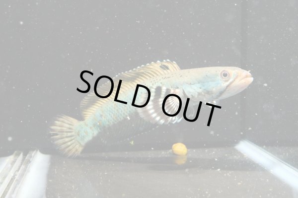 画像1: チャンナ プルクラ(18cm±)訳アリ (1)