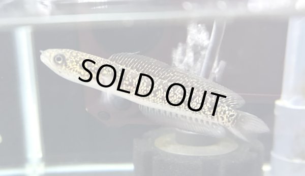 画像1: コウタイ レッドギャラクシー(6cm±) (1)