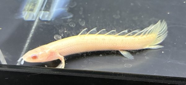 画像1: ポリプテルス アルビノセネガルス ロングフィン(8cm±) (1)