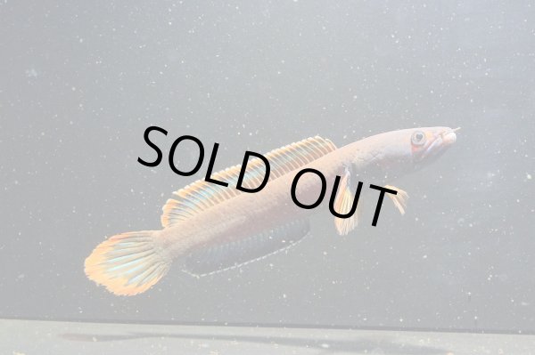 画像3: アイズファイヤー スネークヘッド(11cm±)上物 WILD★ (3)