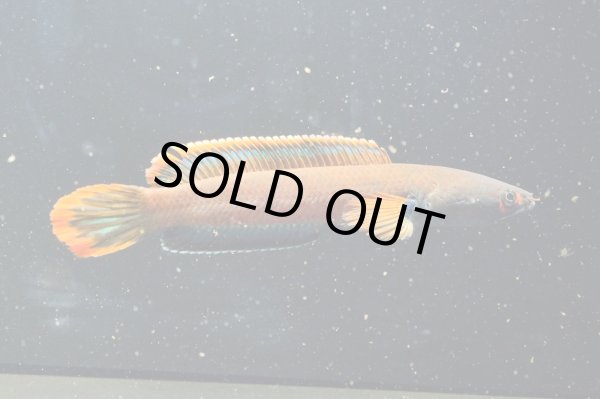 画像2: アイズファイヤー スネークヘッド(11cm±)上物 WILD★ (2)