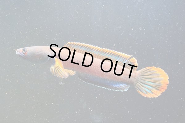 画像1: アイズファイヤー スネークヘッド(11cm±)上物 WILD★ (1)