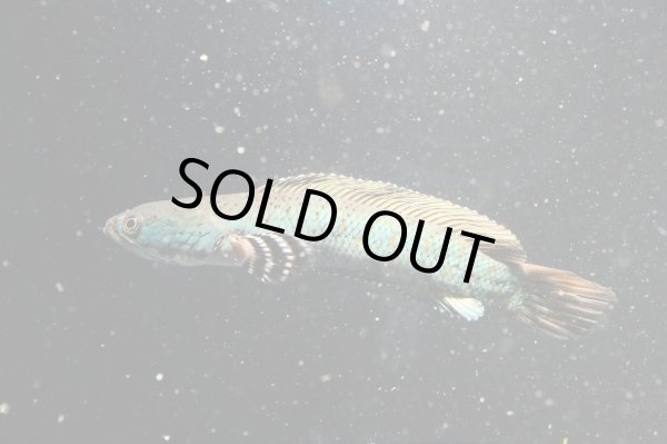 画像2: チャンナ プルクラ(18cm±)訳アリ (2)