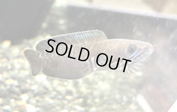 画像1: ブルーレインボー スネークヘッド(7cm±)WILD (1)