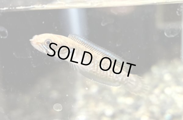 画像1: レインボースネークヘッド(6cm±)WILD (1)