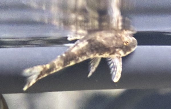 画像1: ブラックサンダーオトシン WILD (1)