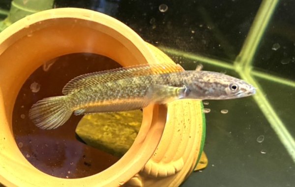 画像1: チャンナ sp.パモエンシス(10cm±)WILD (1)