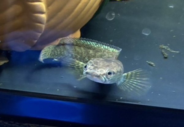 画像2: チャンナ sp.パモエンシス(10cm±)WILD (2)